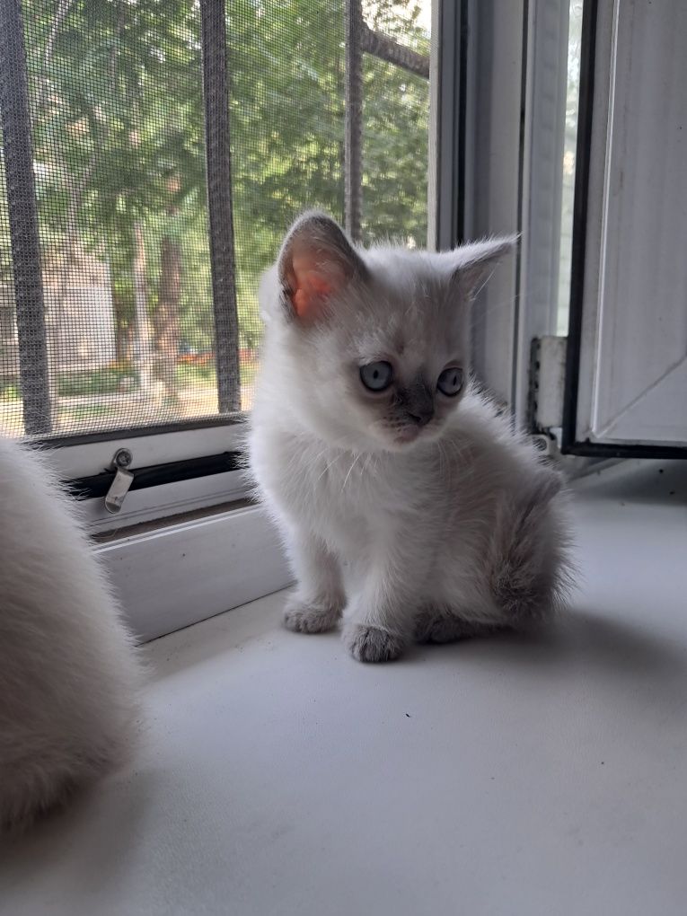 Шотландские котята.Котята.Породистые котята
