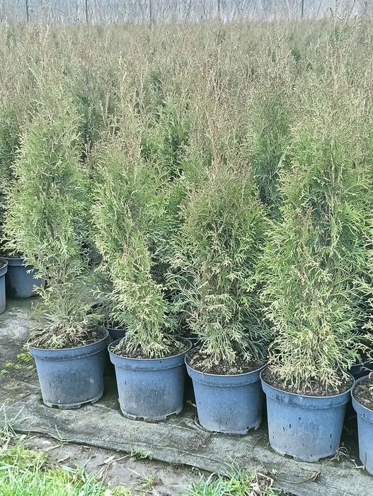 Tuja Szmaragd "Thuja Smaragd" wys. 100-120 cm na żywopłot