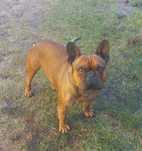 Buldog francuski
