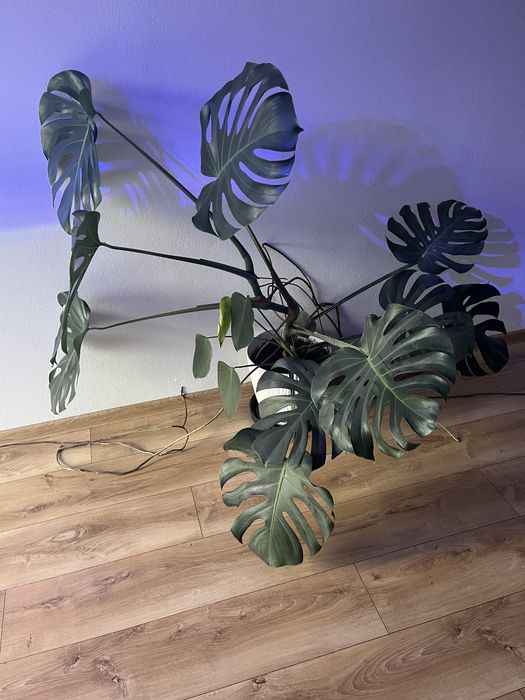 Monstera kwiat duzy