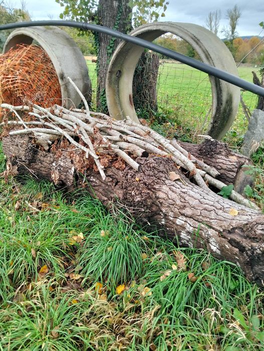 Três chopos cortadados pronto a rachar
