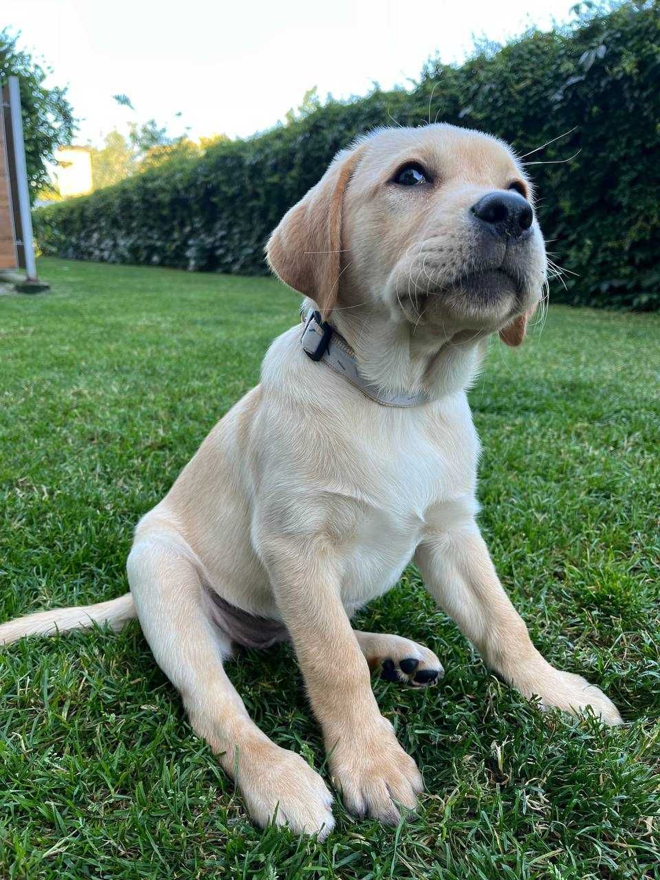 Biszkoptowy szczeniak labradora ZKwP FCI
