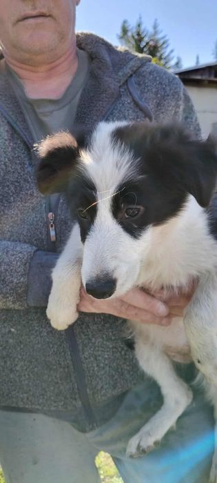 Border Collie.  Pies