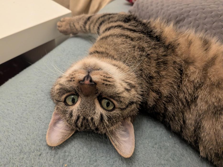 Kotek bury pręgowany europejski