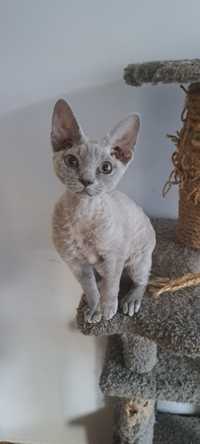 Liliowy kocurek devon rex