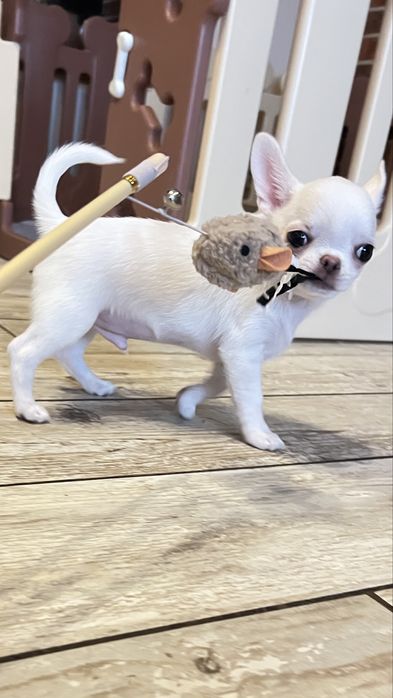 Chihuahua  FCI piekny chłopczyk REZERWACJA