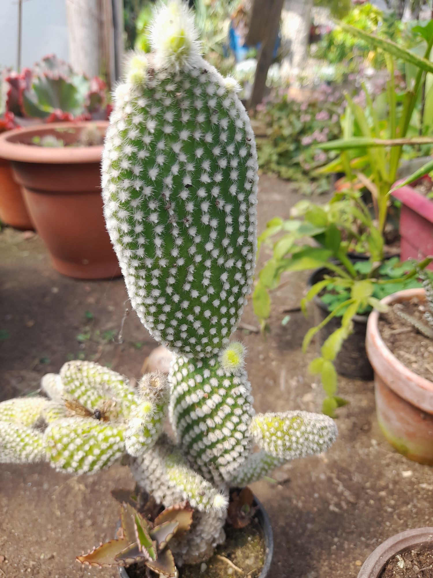 Catos e suculentas