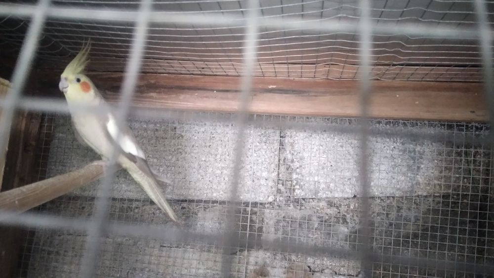 Vendo esta femea de caturra