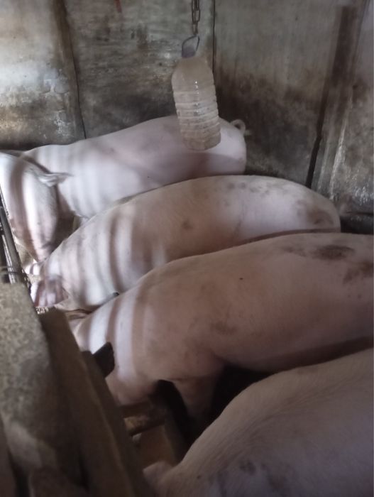 Продам свиней живою вагою