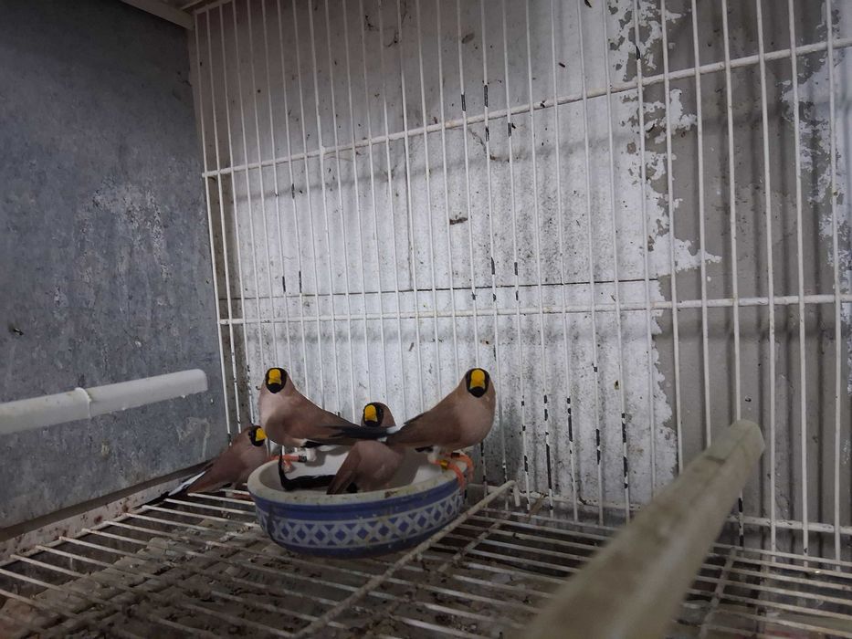 Diamantes Mascarados