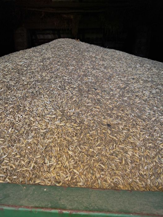 Sprzedam mieszankę zbożową pszenica jęczmień owies zbiór 2025