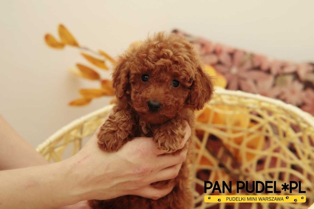 Pudel Toy Słodki Piesek Czerwony Red Już Gotowy Do Odbioru