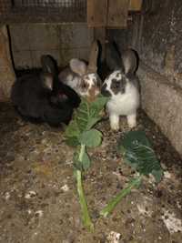 Um casal de coelhos e 3 pequenos