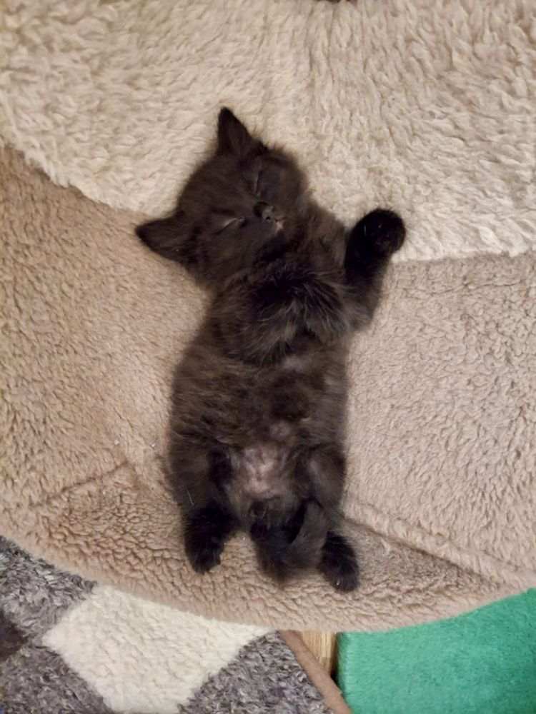 віддам кошеня котика безкоштовно