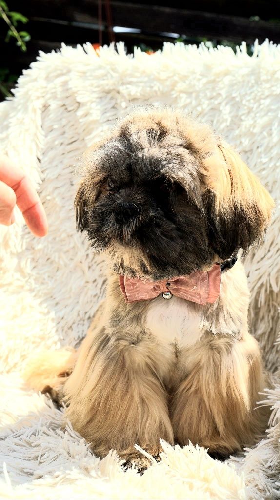 Shih-Tzu chłopiec Hodowla Polski Dog