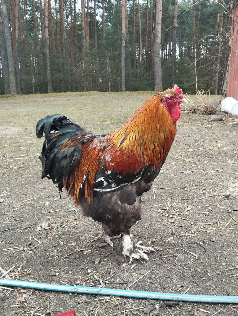 Kurczaki, pisklaki, kurczęta kury koguty