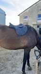 Thorowgood T8 jump 17’