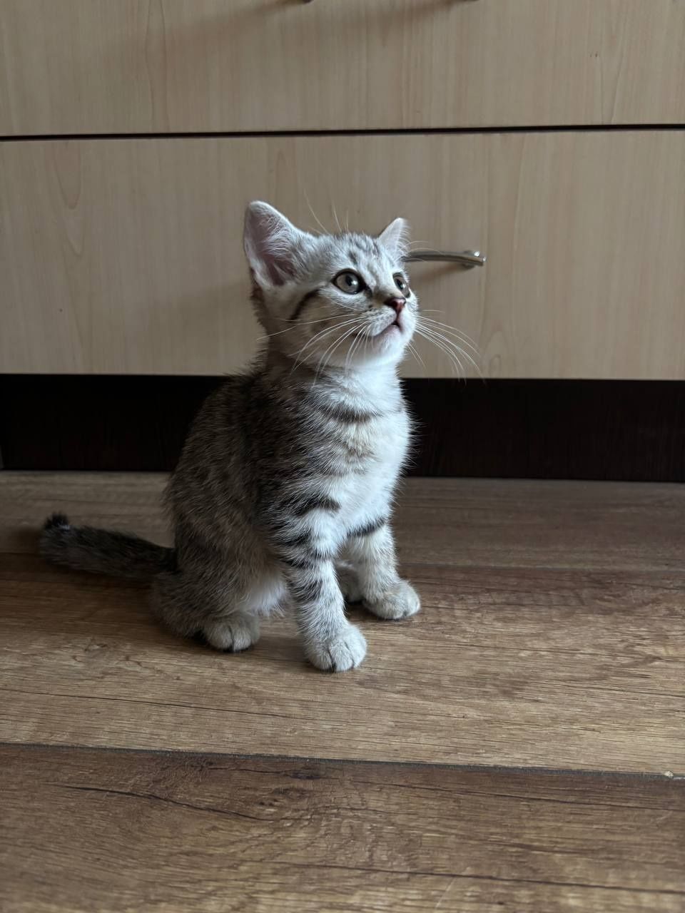 Шотландский прямоухий котёнок