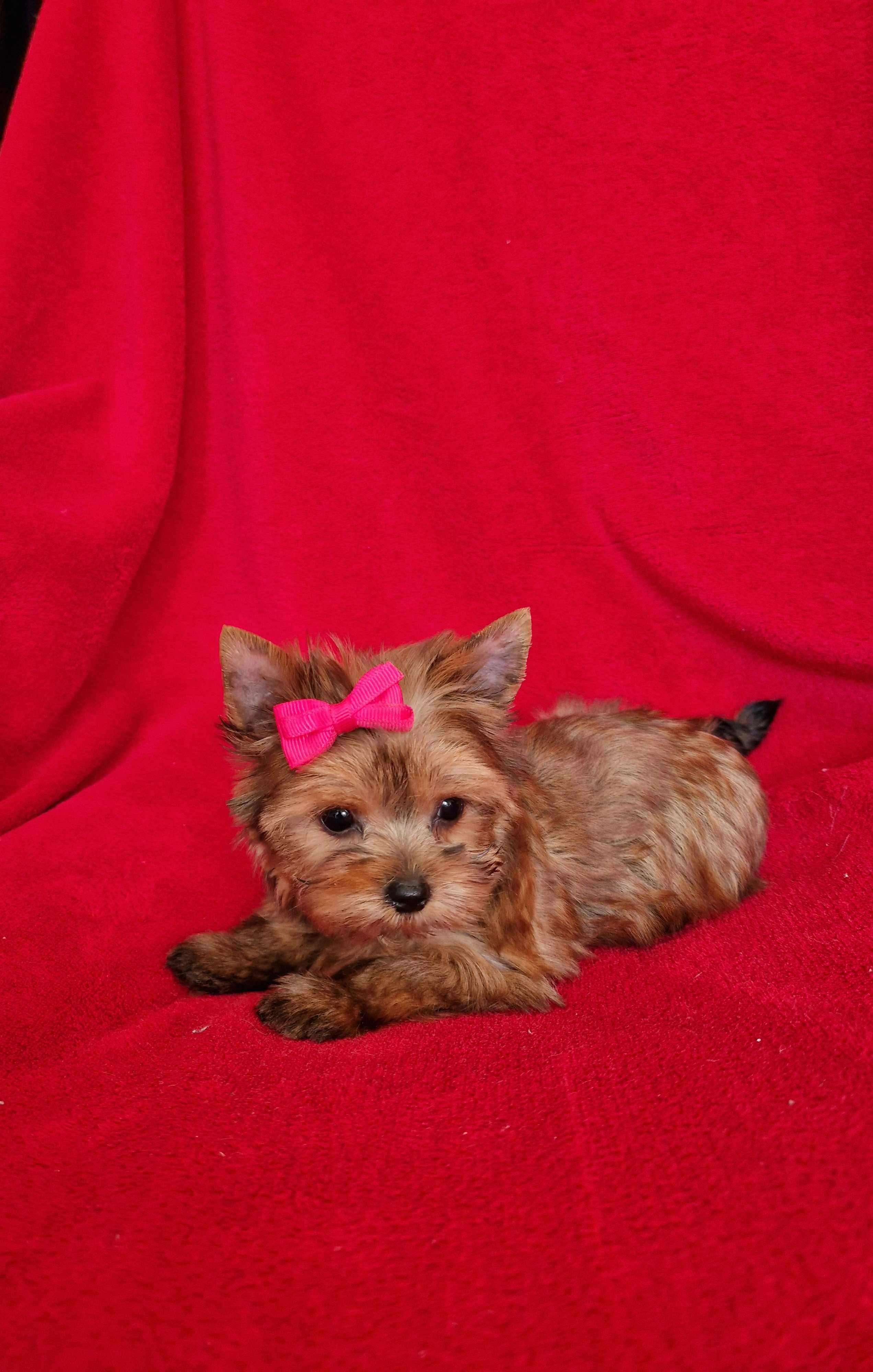 Yorkshire terrier malutka ruda suczka