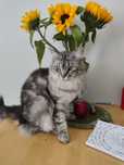 Zaginęła kotka Maine coon Biskupin