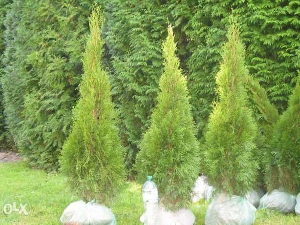 Tuja szmaragd 160 cm, smaragd, tuje, thuja, krzewy ozdobne, iglaki