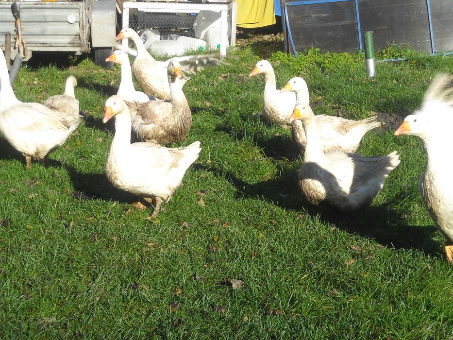 Sprzedam kaczki i gęsi