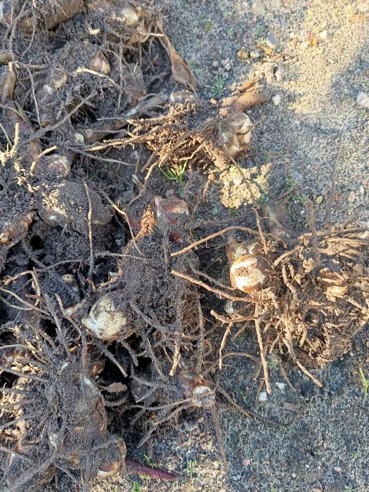 Kwiaty kanny , kanny