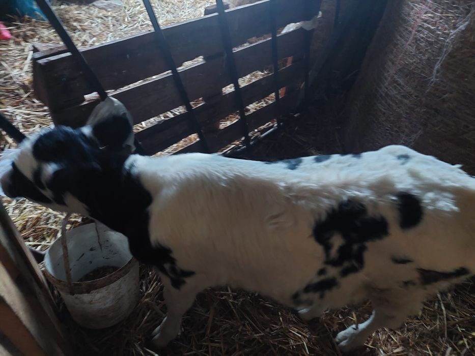 Sprzedam cielaka byczka - samodzielny