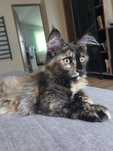 Gotowa do odbioru Kotka Maine Coon z rodowodem FPL