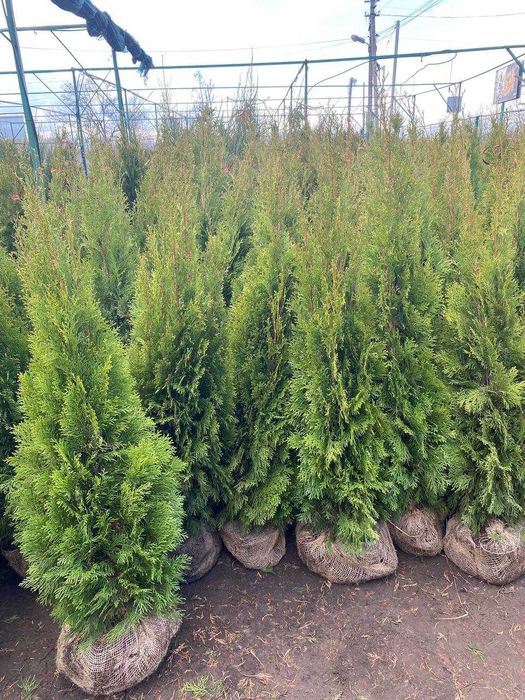 Туя Смарагд 1-1,2м