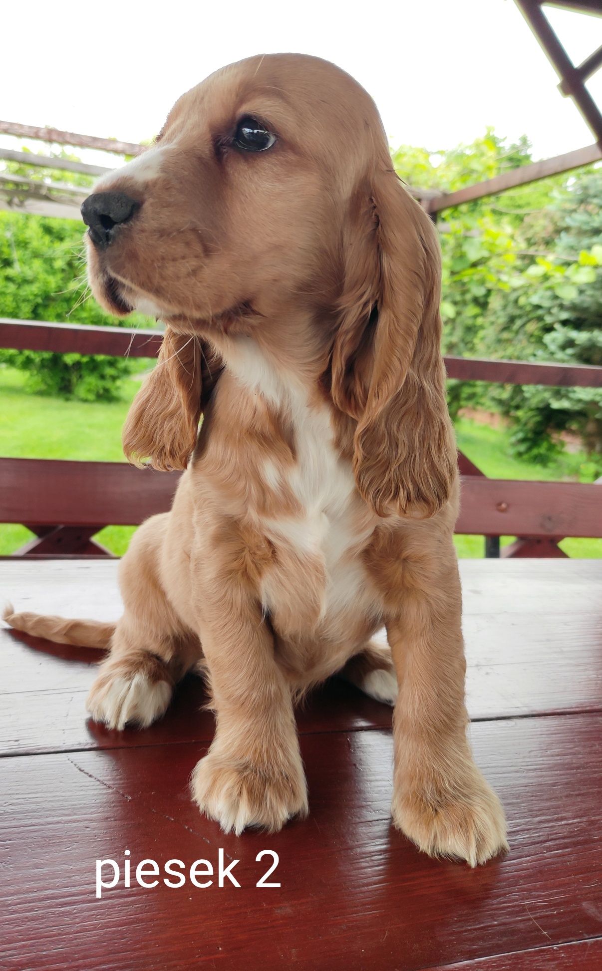 Cocker Spaniel Angielski