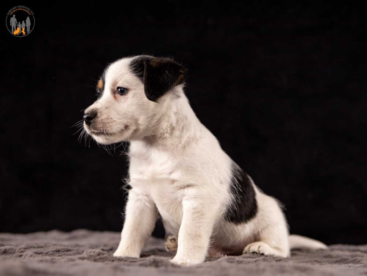 Jack Russell Terrier ZKwP FCI piesek rezerwacja