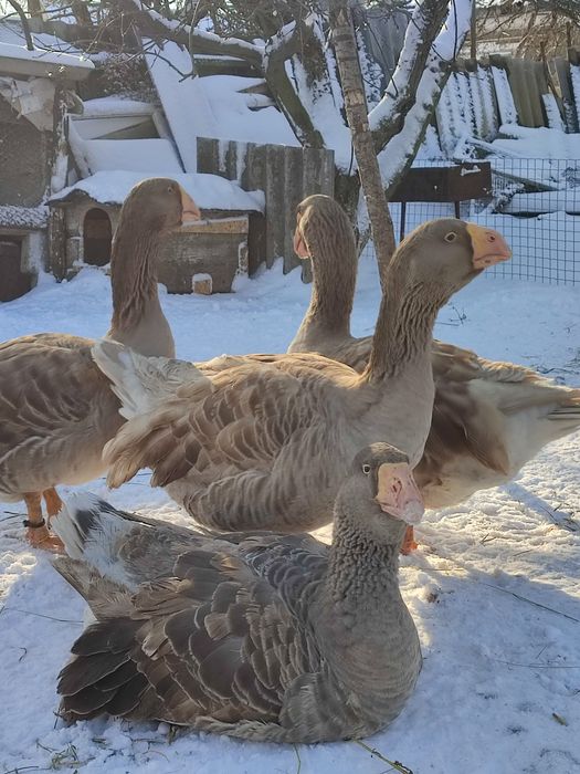 Продам гусей холмогорів та тульських горбоносих