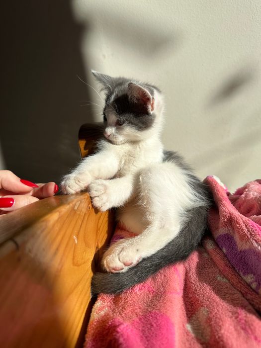 Котики (хлопчики) 2 місяці безкоштовно