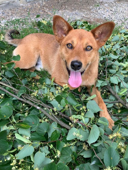 Zaginął pies rudy Kundelek jak lisek