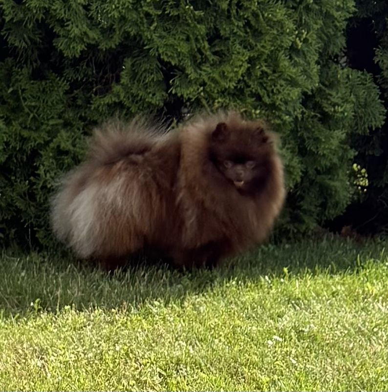 Szpic miniaturowy pomeranian zapowiedz miotu