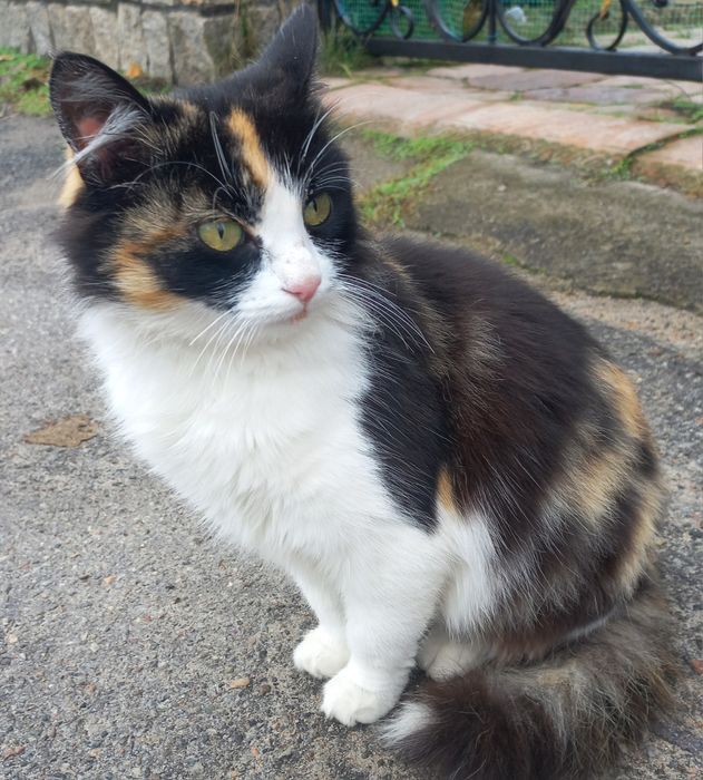 Триколорка проситься в сім'ю.