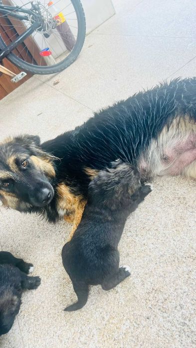 Cães filhotes para doação