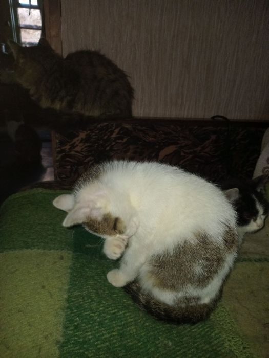 Киця Нюся 4 міс+безкоштовна стерилізація