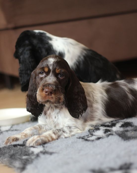 Springer spaniel angielski suczka
