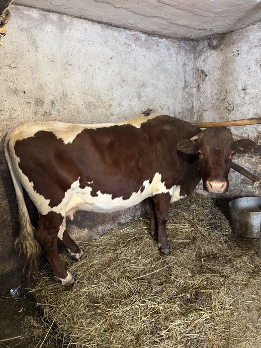 Продам корову