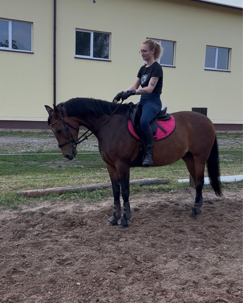 Na sprzedaż urocza i wszechstronna klacz