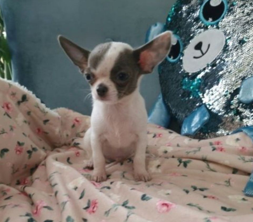 Chihuahua krótkowłosy Piesek FCI ZKwP