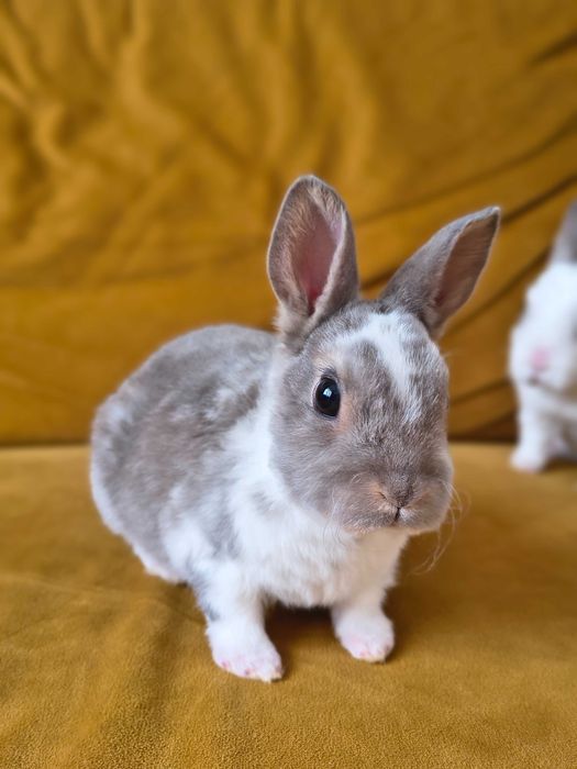 Karzełek rex śliczny samczyk