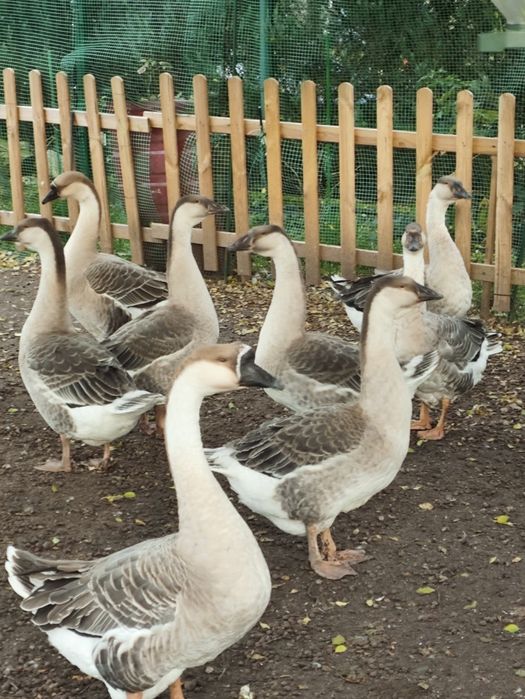 Sprzedam gęsi kubańskie i koguty
