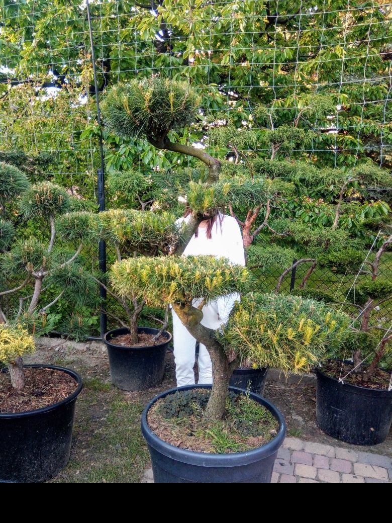 Drzewa i krzewy formowane Niwaki - bonsai -SZKÓŁKA