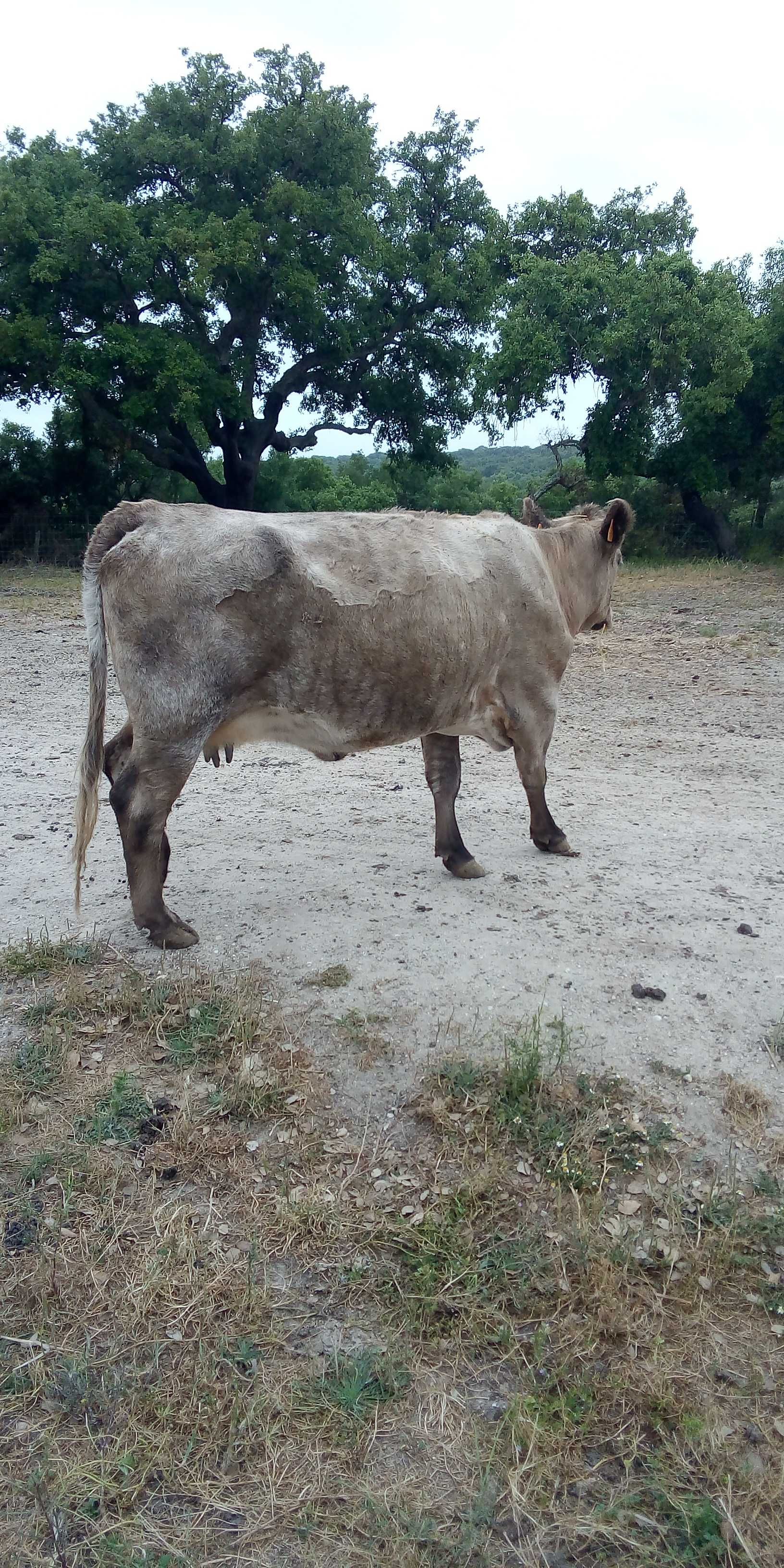 Vacas cruzadas de Angus