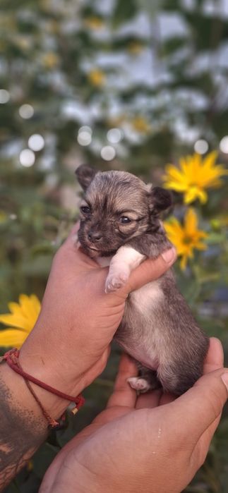 Chihuahua Sobolowa suczka