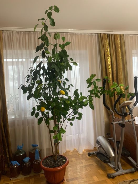 Продам вазон лимон