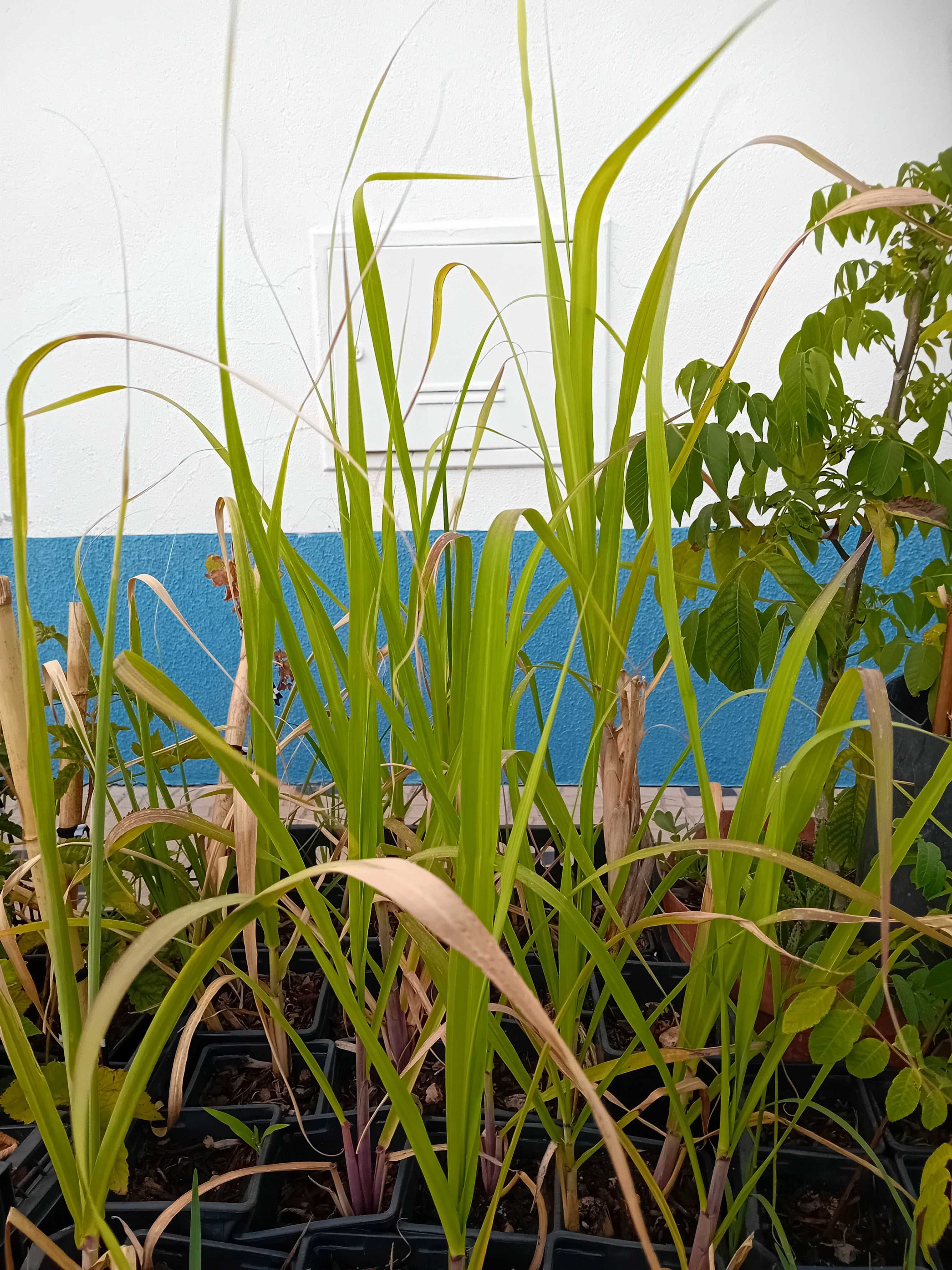 Cana de acucar planta